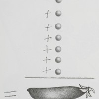 Petits-Pois (l'addition), dessin publié dans Linnéaments de André Balthazar et Roland Breucker paru aux Editions Le Daily-Bul en 1997